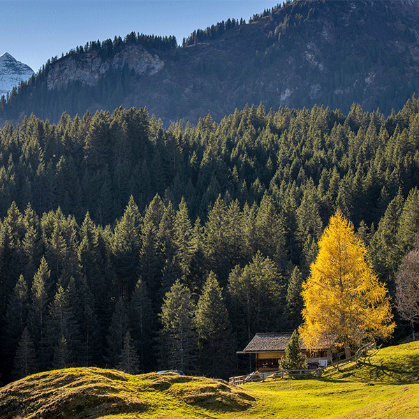 Alpwald Seili